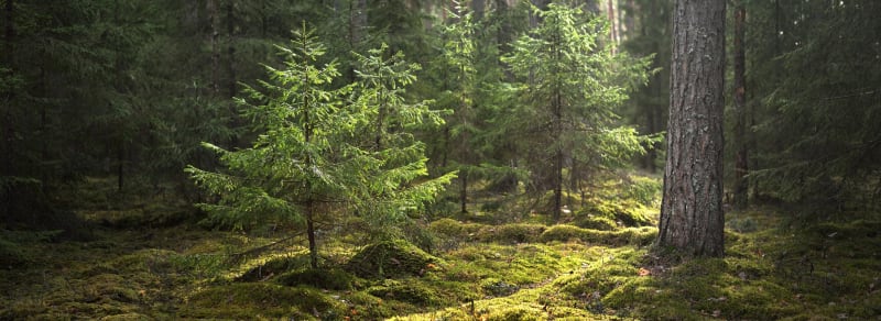 Balade sapineuse dans les Bois de Roux et Grand - La Chapelle-Bertin