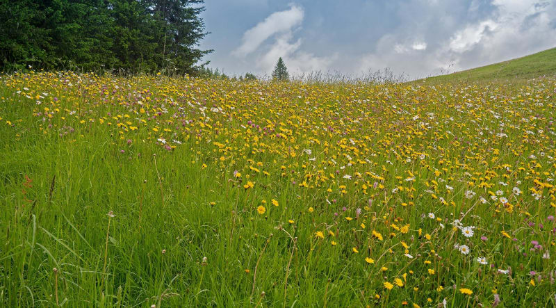 Fouler les terres boisées et champêtres de la Fridière - Azérat