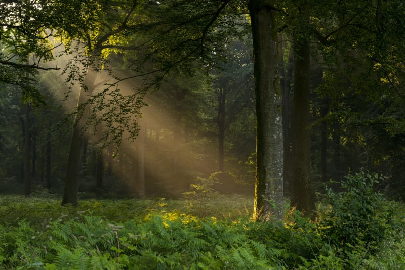 Balade dans les Grands Bois - Sainte-Sigolène
