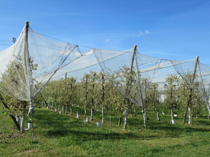 Fruiticulture autour d'Anjou - Agnin