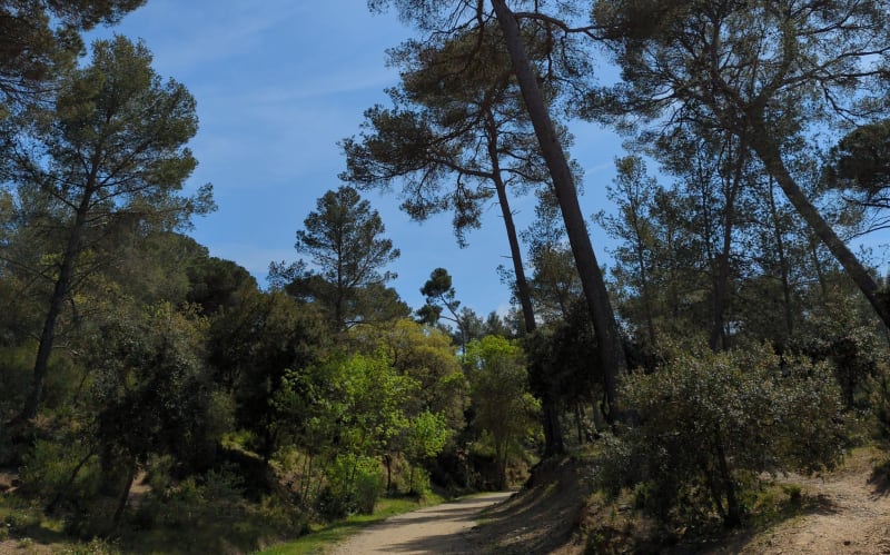 Petite excursion en famille dans la forêt de Janas - La Seyne-sur-Mer
