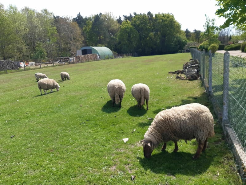 La petite randonnée des moutons et du vieux chêne - Romorantin-Lanthenay