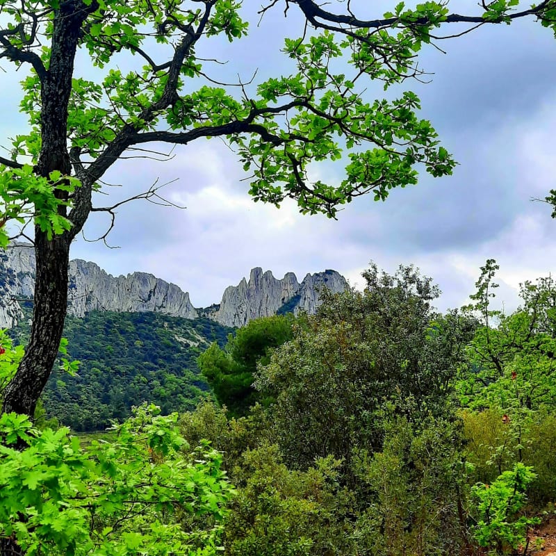 La traversée des Dentelles de Montmirail - Gigondas