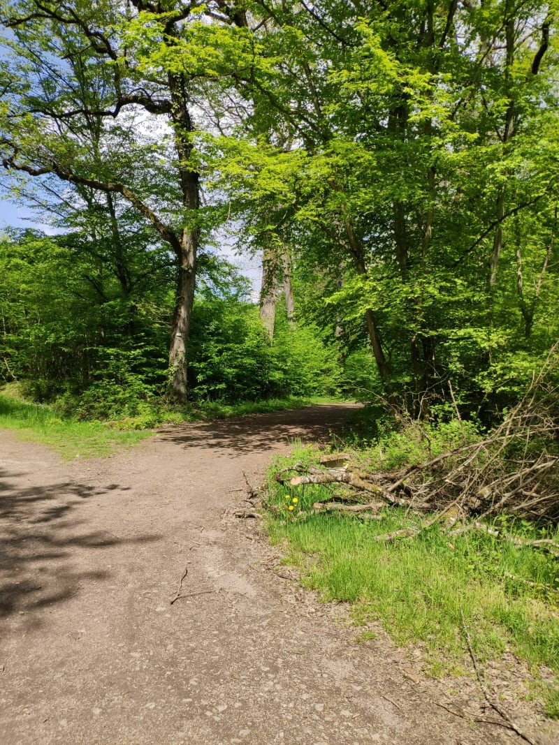 Boucle via forêt de Basse-Ham - Basse-Ham