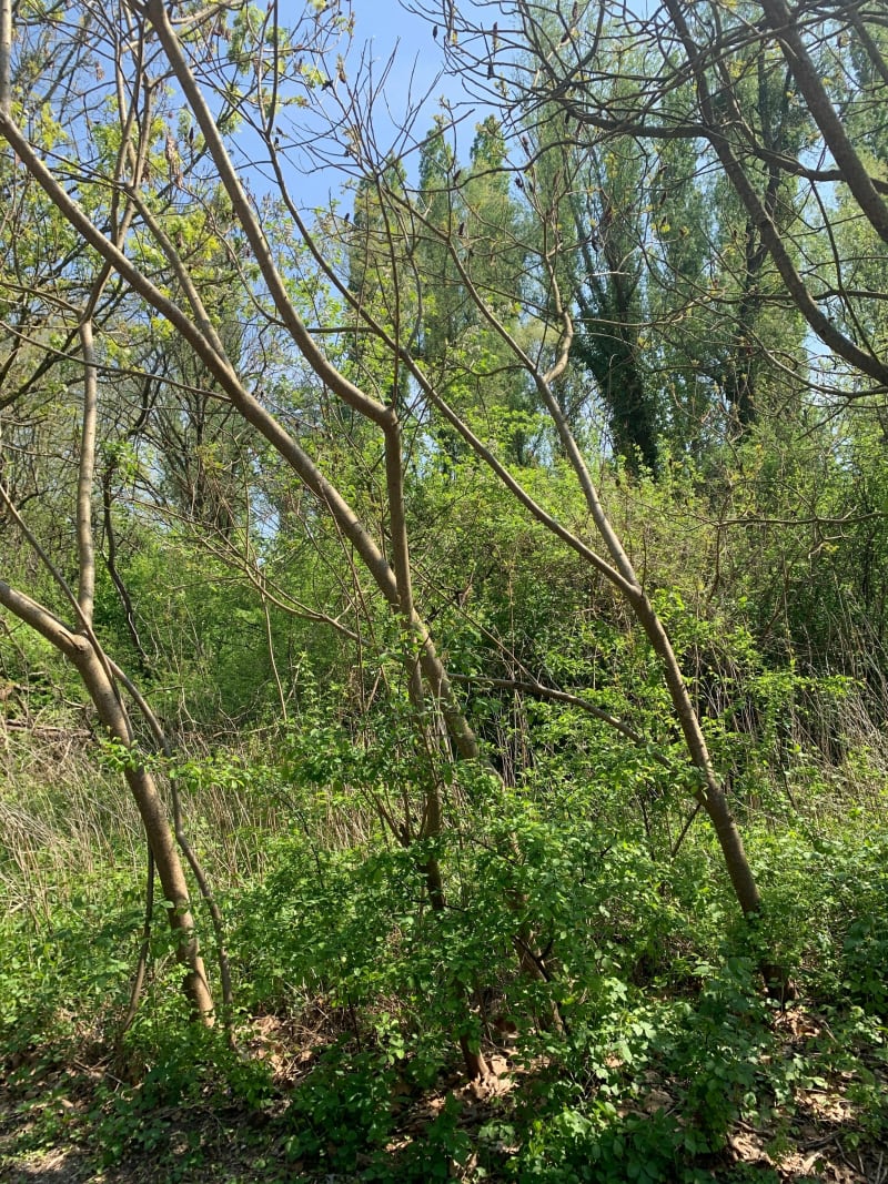 Balade de la forêt de la Robertsau - Robertsau