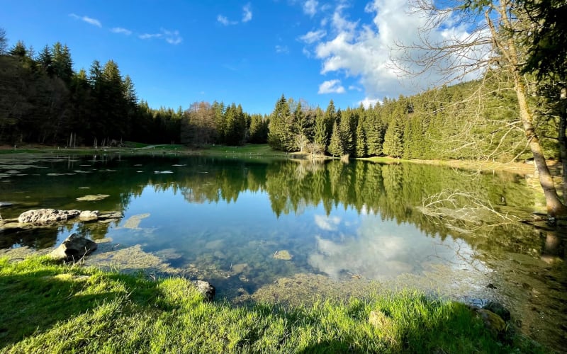 Balade forestière au lac de Freydières - Revel