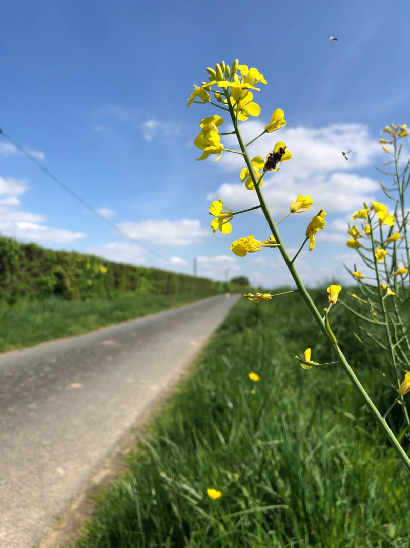 Balade dans les champs du Berry - Rouvres-les-Bois