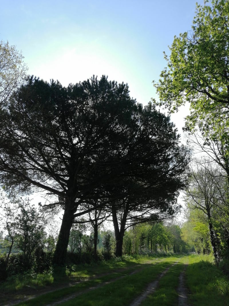 Boucle des deux pins - La Boissière-des-Landes