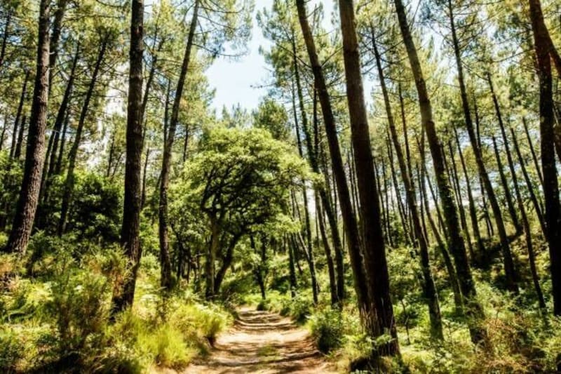 Un tour en forêt - La Teste-de-Buch