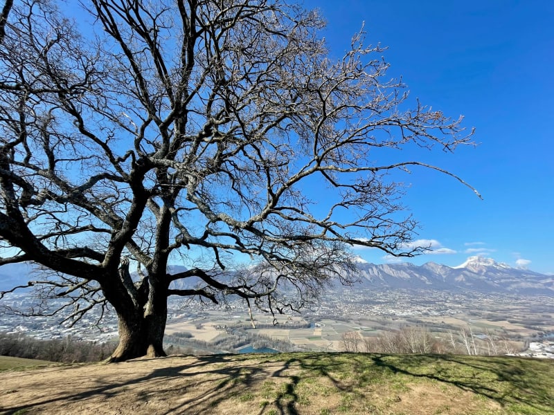 Chêne du Venon et piste VTT forestière - Domène