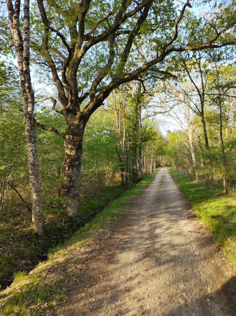 Balade en forêt viennoise - Vienne-en-Val