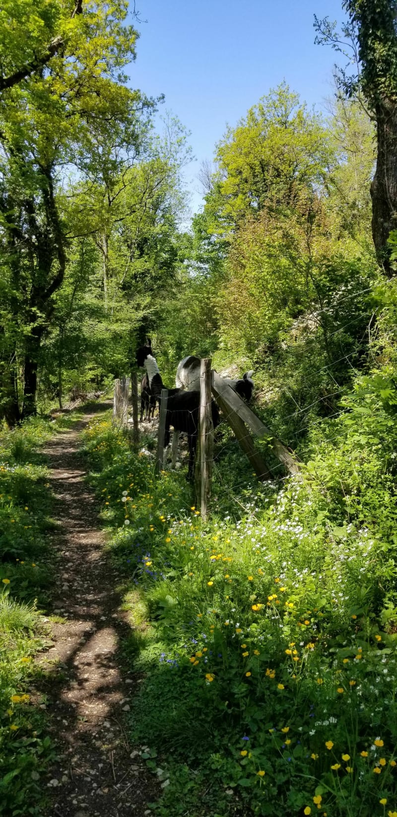 VTT à La Chapelle des buis et Montfaucon - Besançon