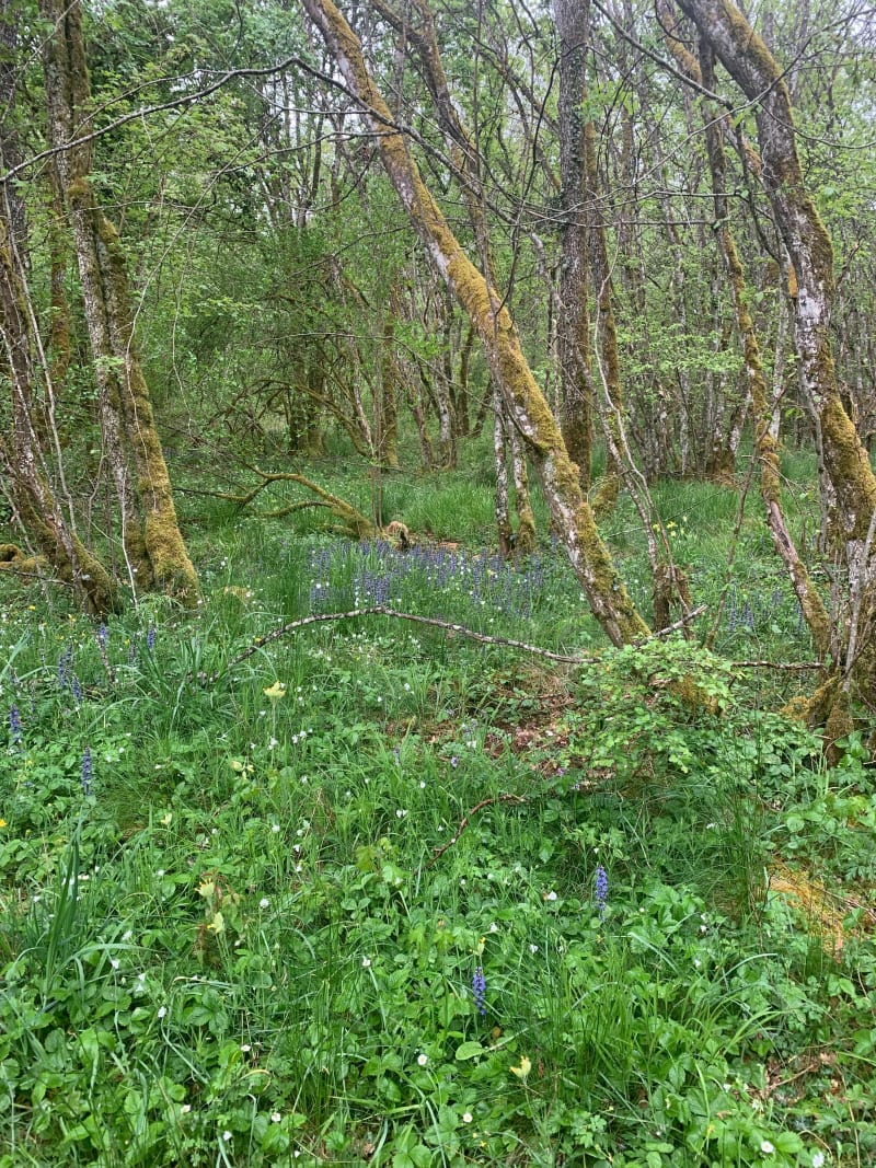 Balade dans les bois de Messigny - Messigny-et-Vantoux