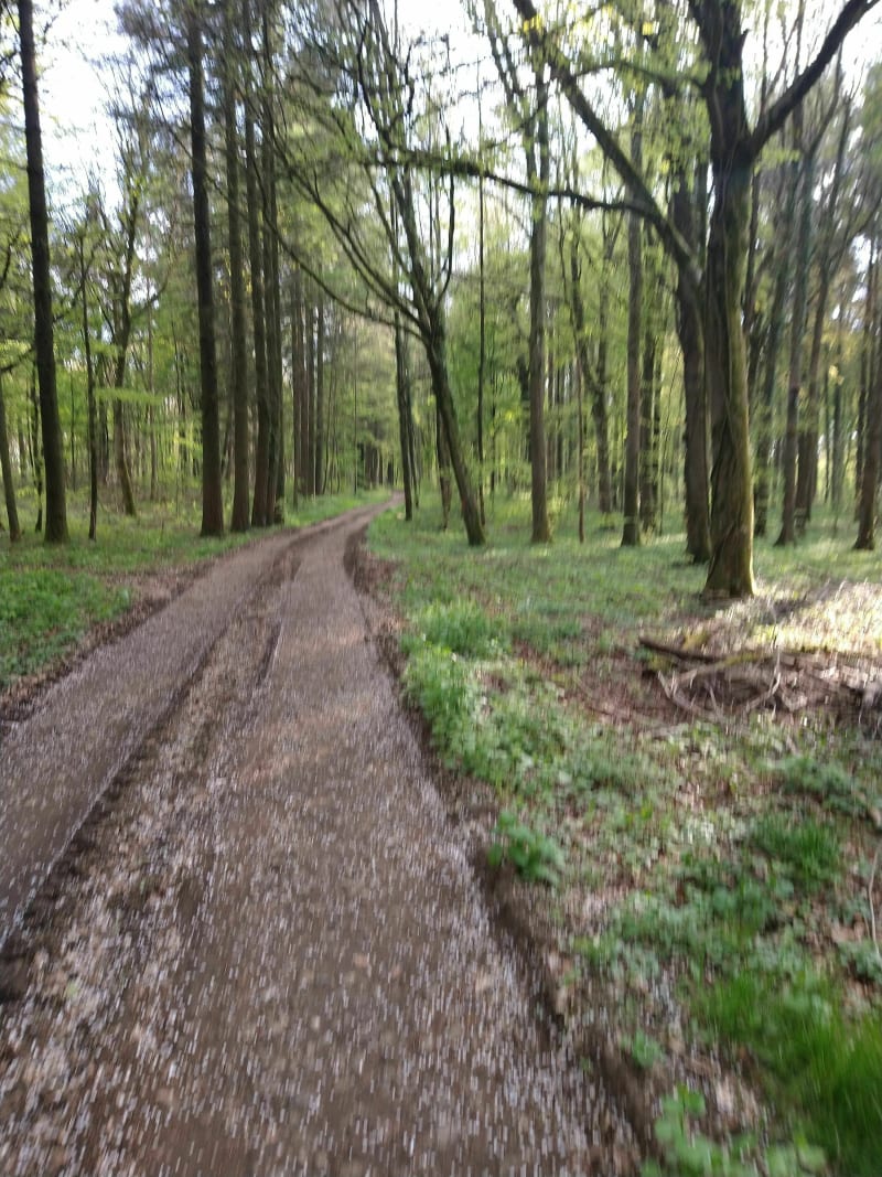 Magnifique promenade dans la forêt de sapin de Vaux - Mont-Saint-Martin