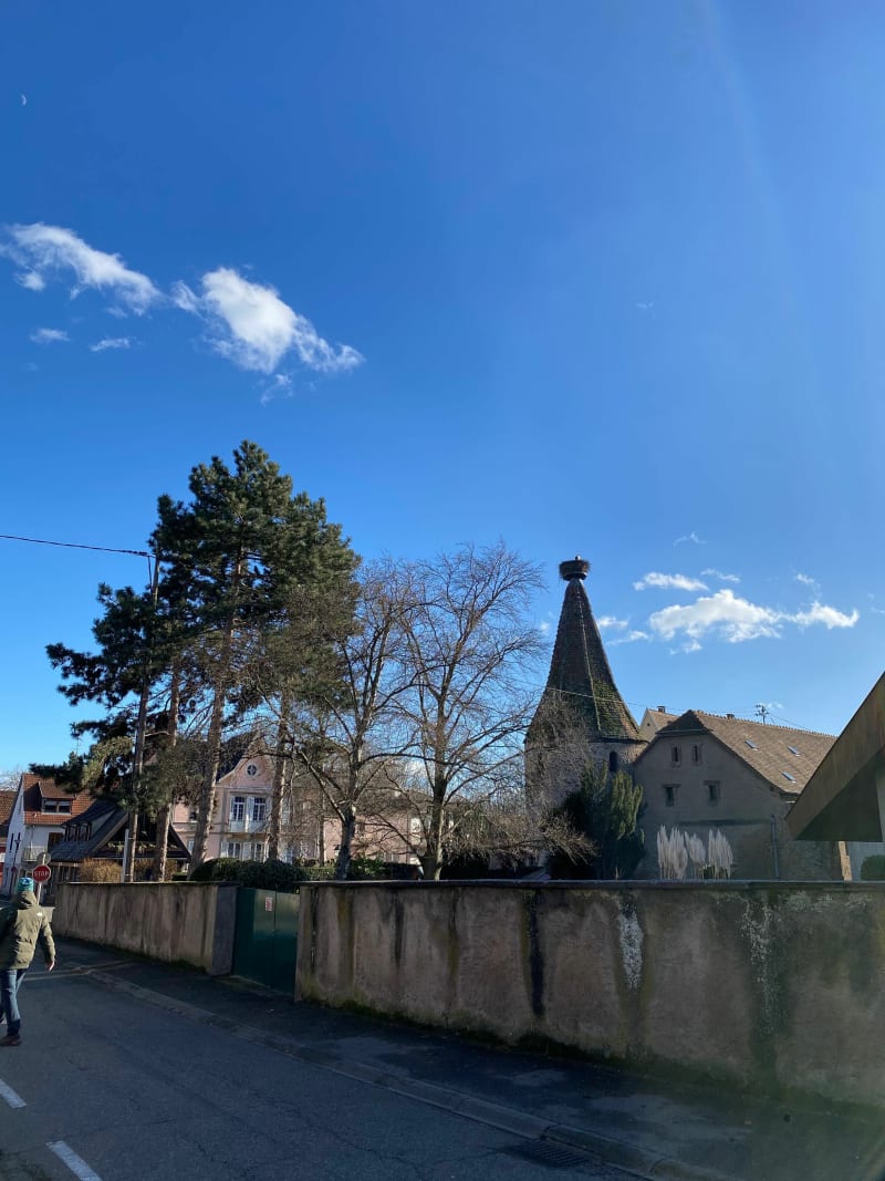 Belle balade dans les vignes de Ribeauvillé - Ribeauvillé