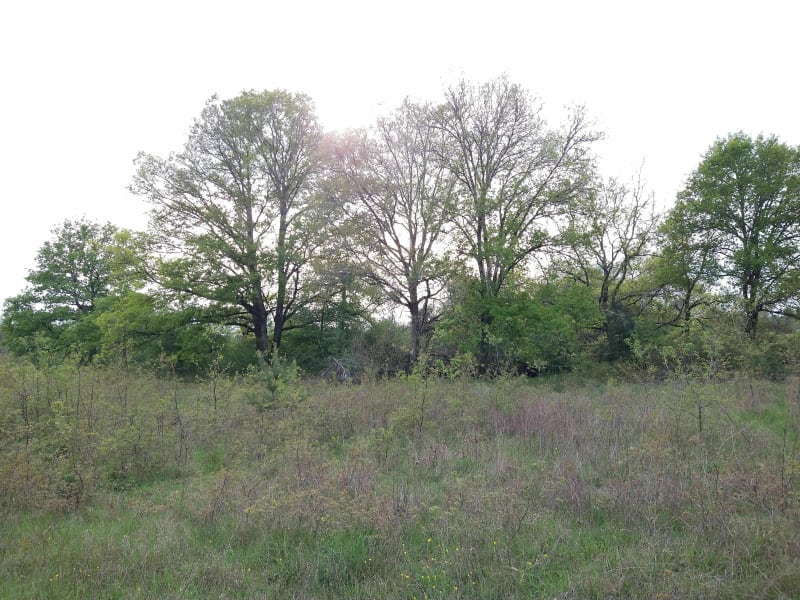 Au pied des arbres - Pruniers-en-Sologne