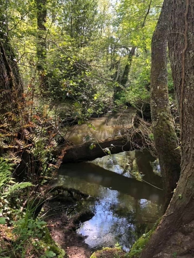 Wandel rond Lacanau de Mios - Lacanau-de-Mios