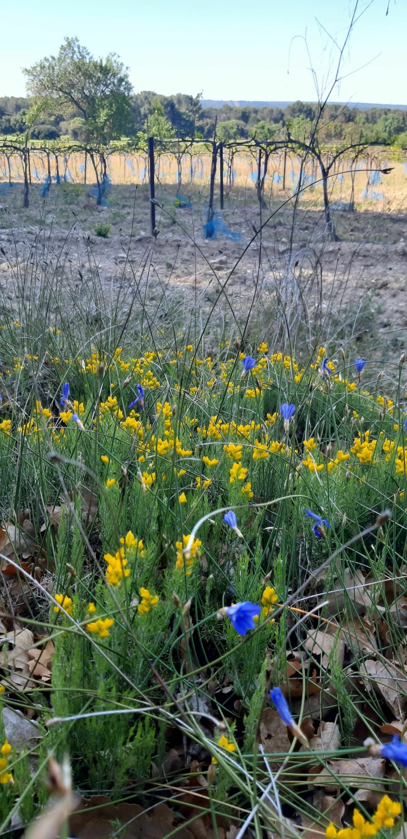 Baladette du matin à Saint-Cannat - Saint-Cannat