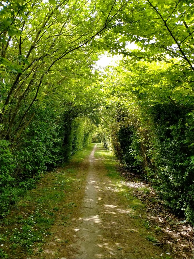 Bord du St Denis, Bois Gelé par Vétillerie - Mauges-sur-Loire
