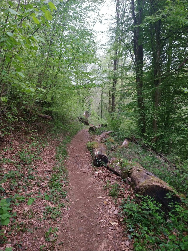 Bois du Coulmy - Longwy