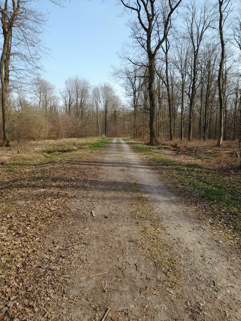 Balade champêtre en forêt de Sarralbe - Sarralbe