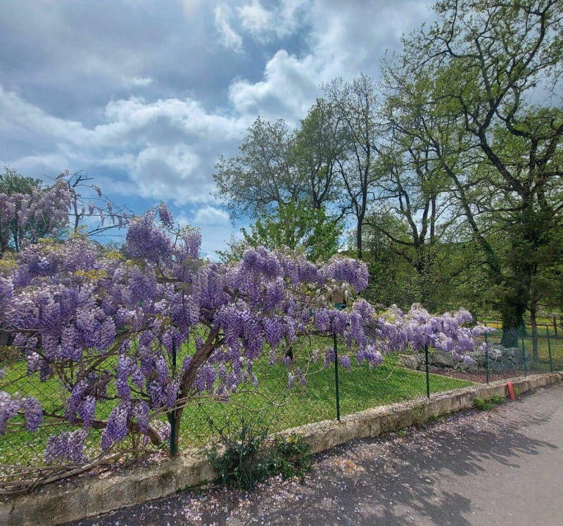 Les bois de Roquefort les Pins - Roquefort-les-Pins