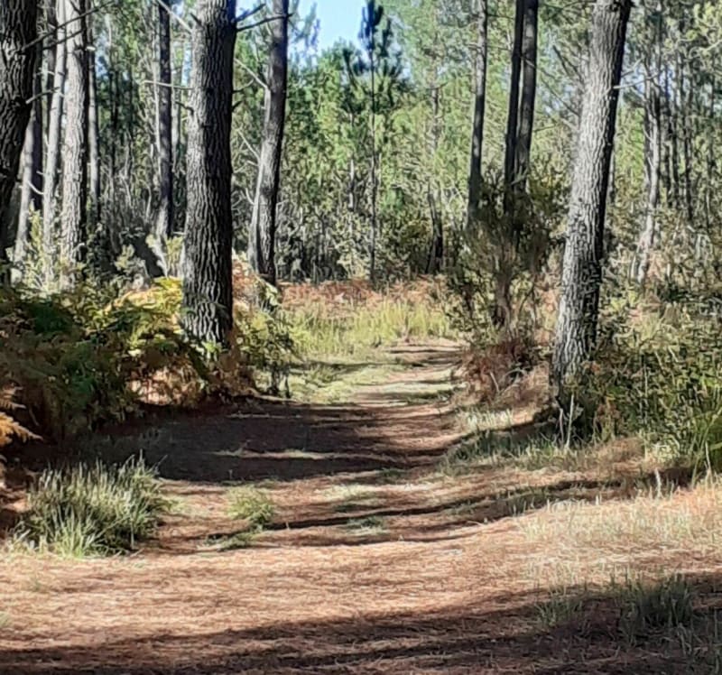 Parcours de reprise dans la pinède de Biscarosse - Biscarrosse