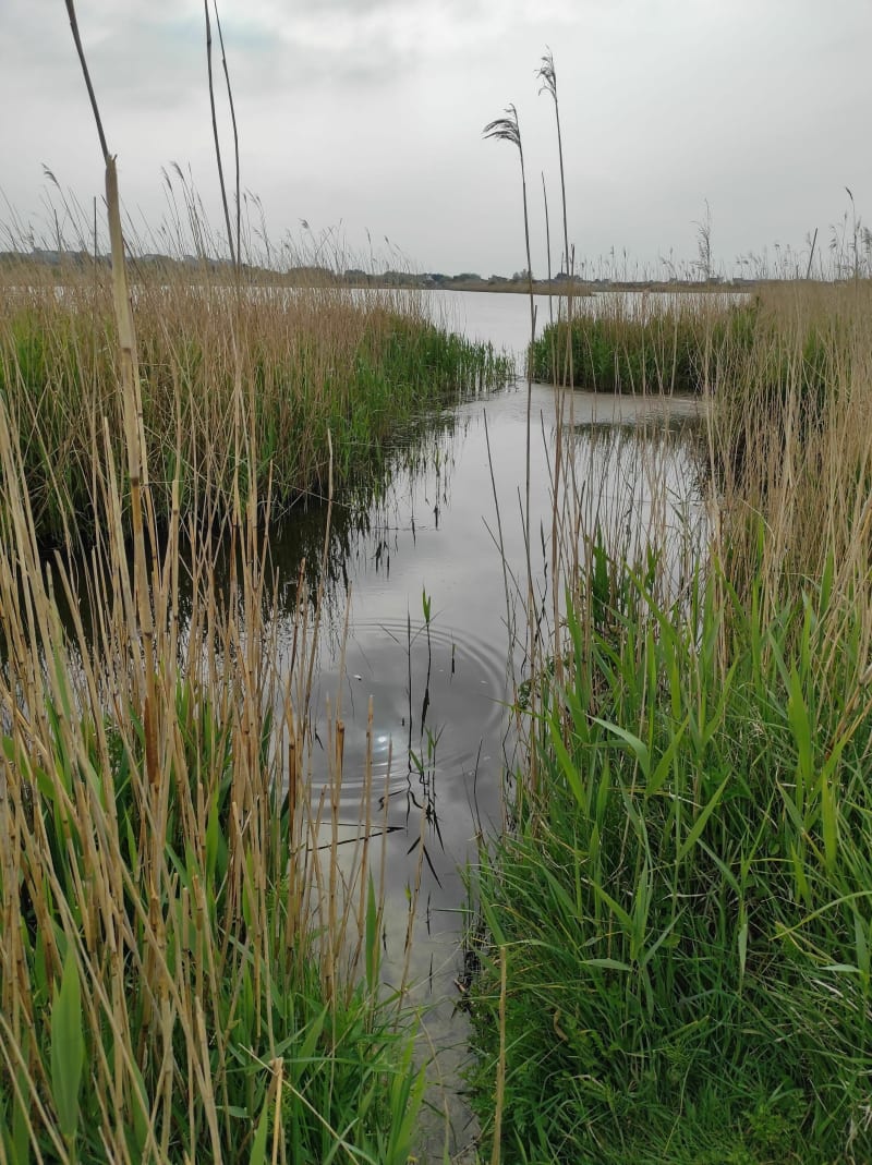 Marais du Curnic et plage du Vougot - Guissény