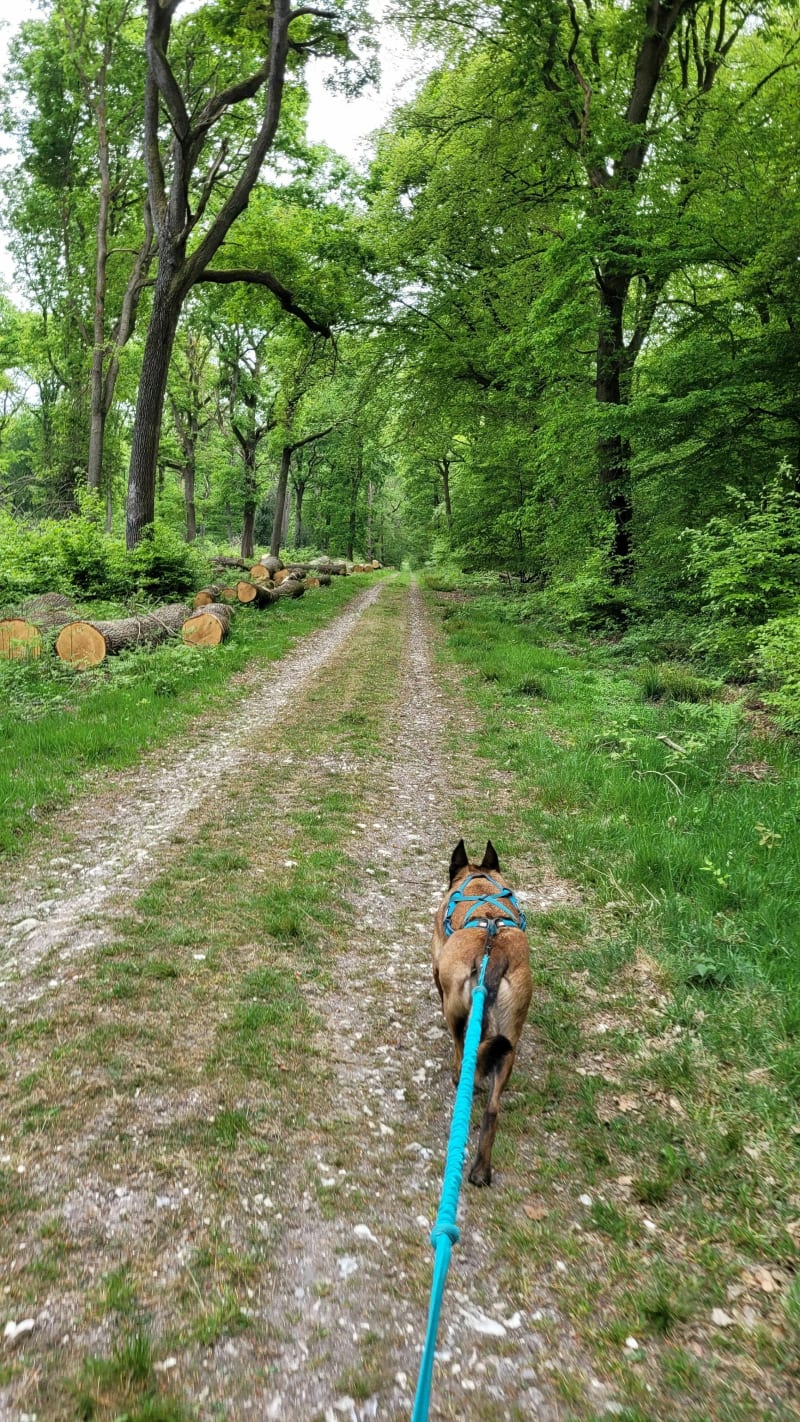 Wandelen in het Londe-Rouvray State Forest - Grand-Couronne