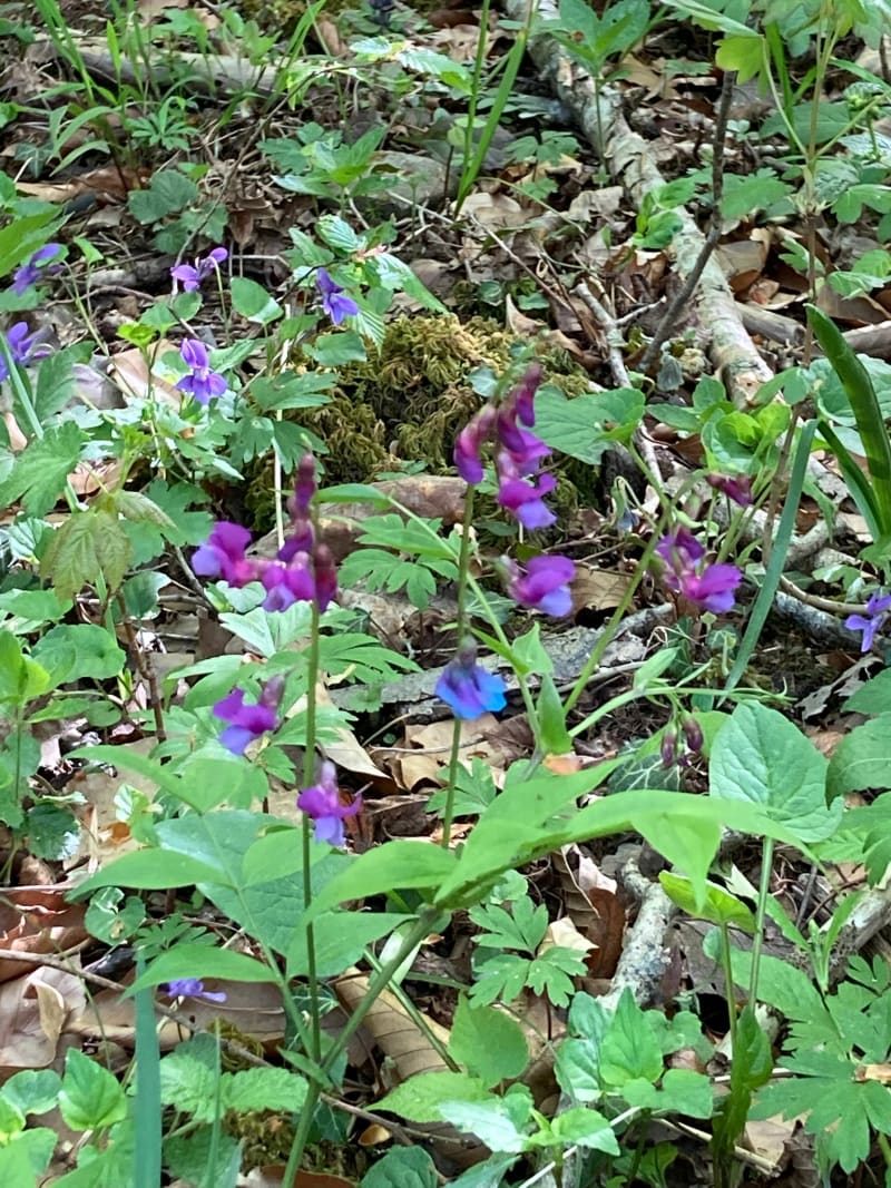 Sentiers boisés au plateau de Malzéville - Dommartemont