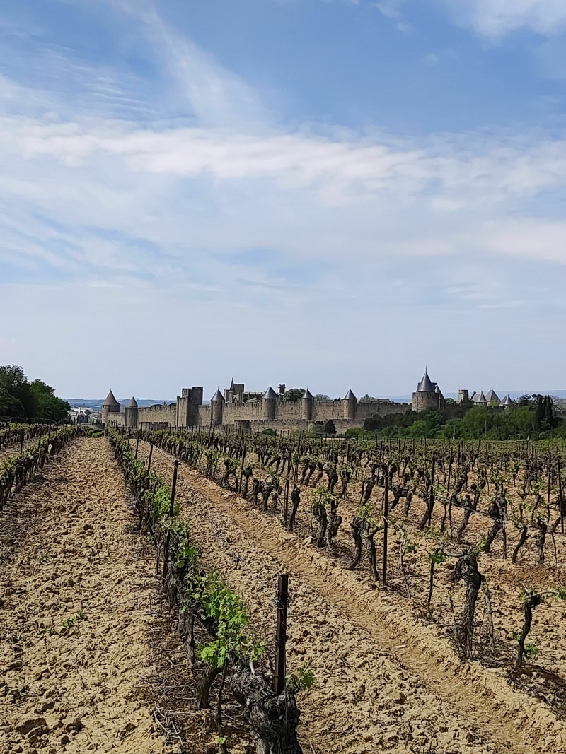 A travers les vignes et la forêt en direction de Carcassonne - Cazilhac