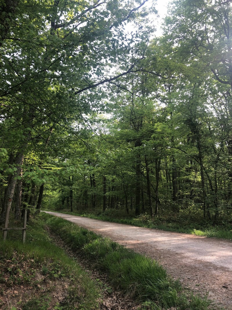 Petite Promenade en Forêt de gâtines - Valençay