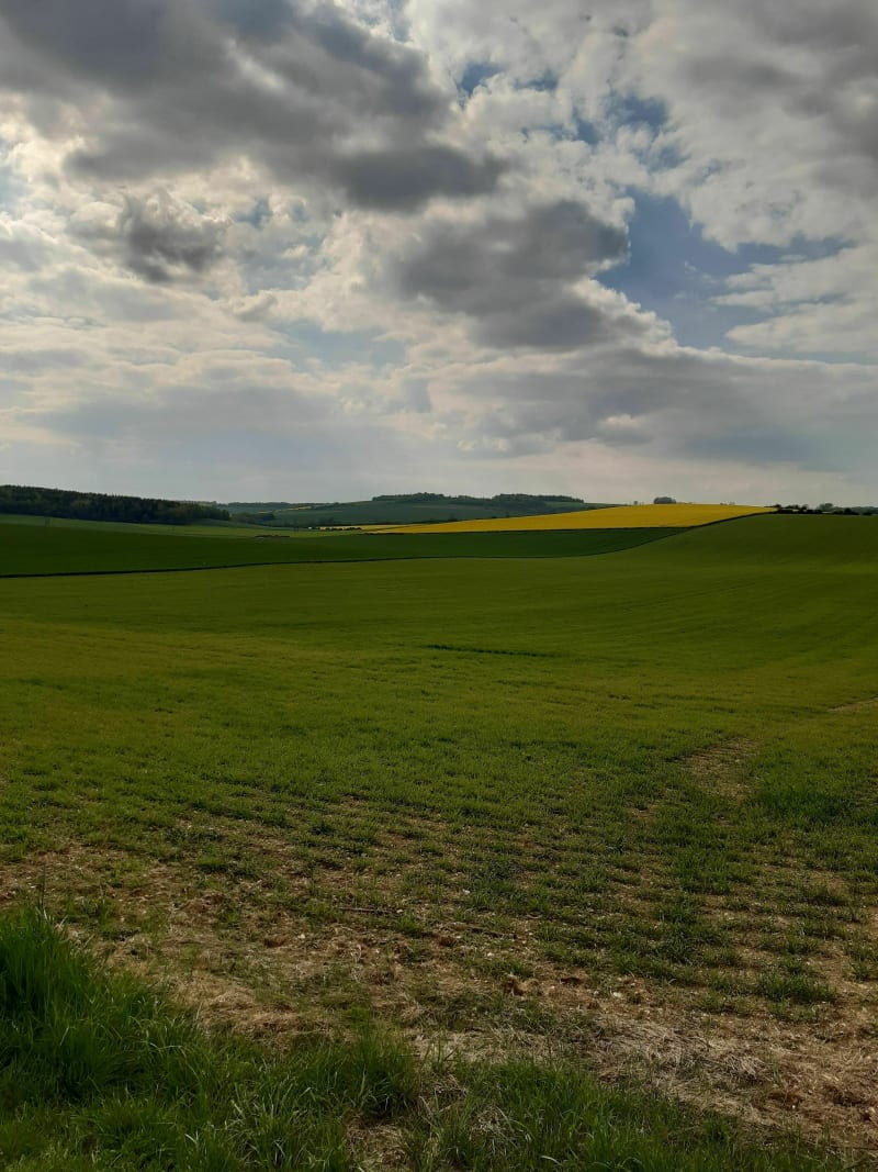 Ballade en forêt de Billemont - Dugny-sur-Meuse