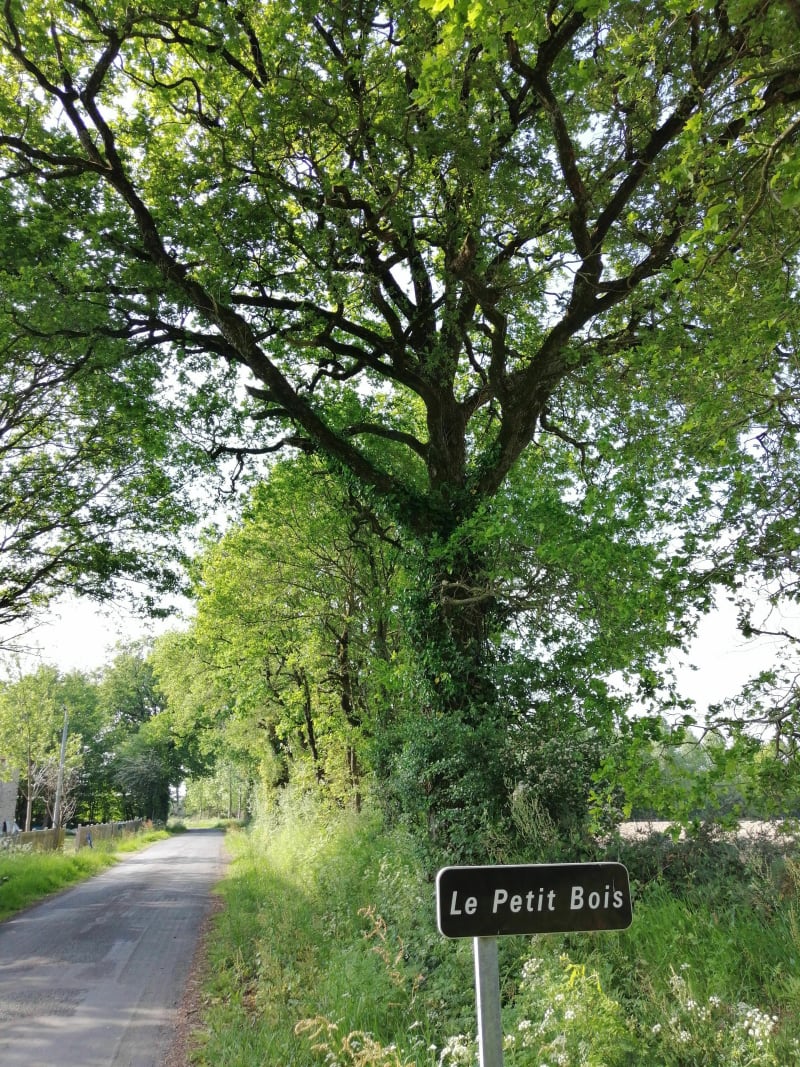 Boucle du Petit Bois - Aubigny-Les Clouzeaux