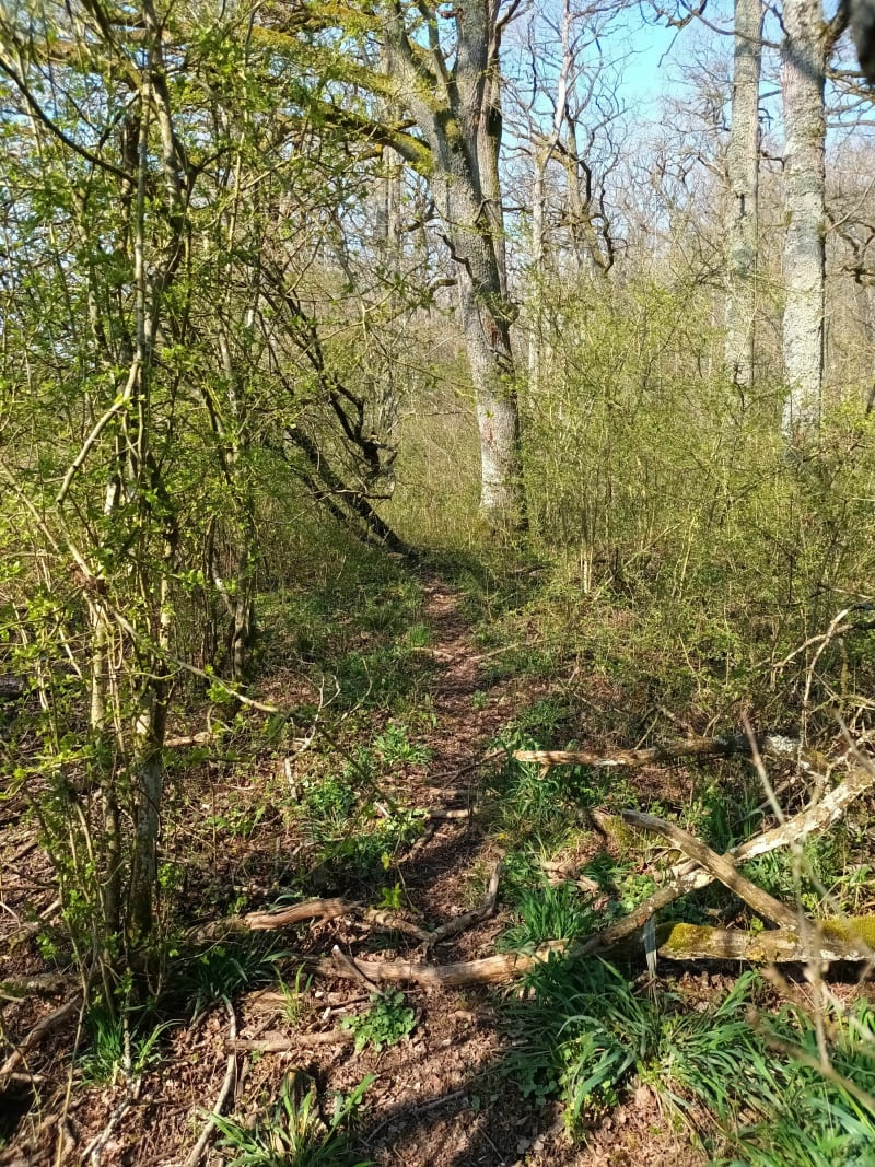Sentier du Bruhlwald Lixing les Saint Avold - Vahl-Ebersing