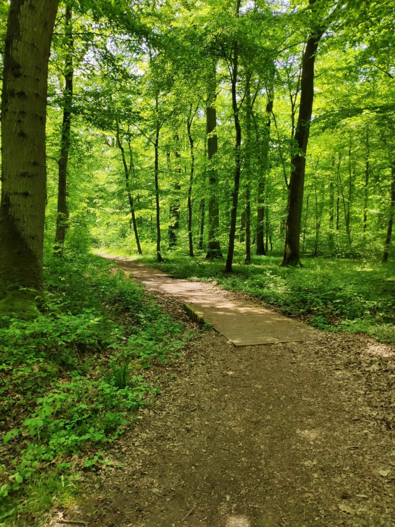 Balade dans la forêt de Basse-Ham - Basse-Ham