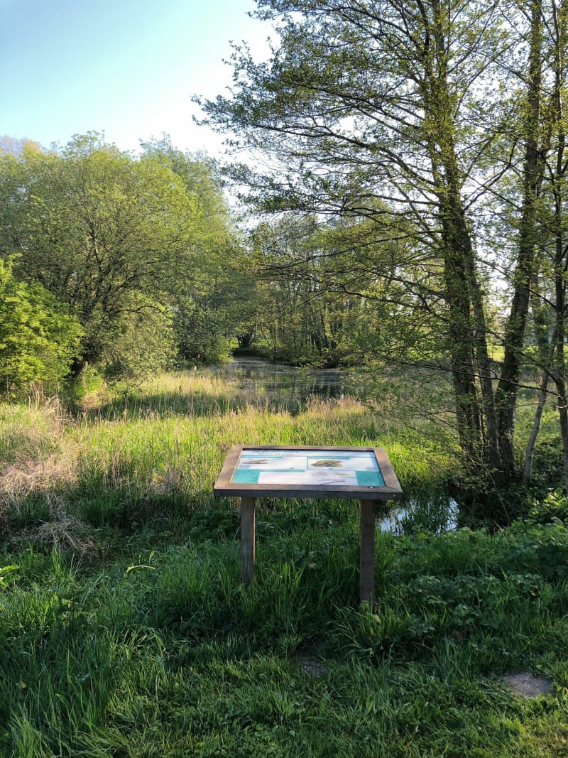 Zone humide sissonne - Montaigu