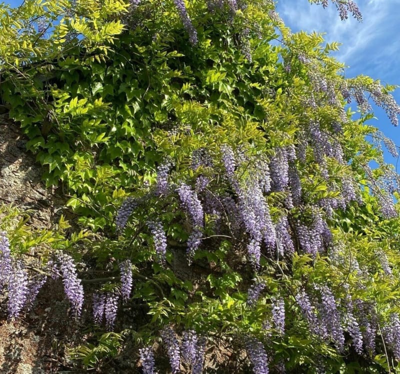 Soulaines - Soulaines-sur-Aubance