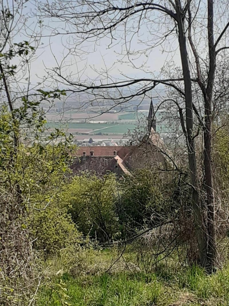 Balade à Obernai - Obernay