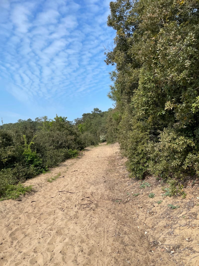 Petite randonnée Forêt des Conches - Longeville-sur-Mer