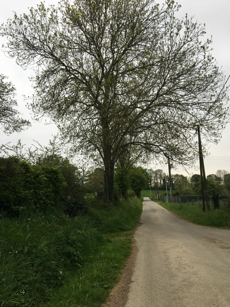 Balade en campagne à Coindé-Sur-Noireau - Condé-en-Normandie