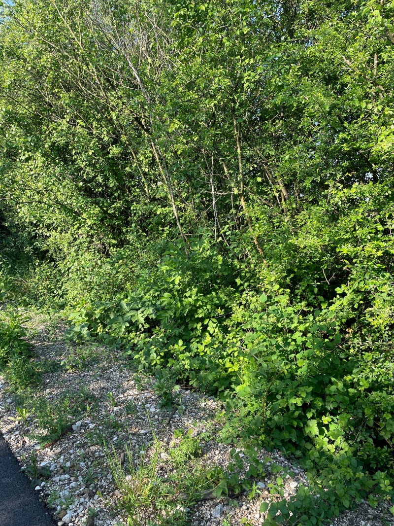 Boucle naturelle doloise - Dole
