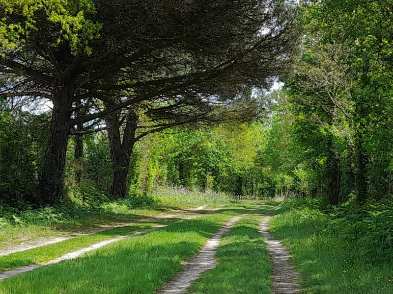 Chemin autour de La Jeannière - Nieul-le-Dolent