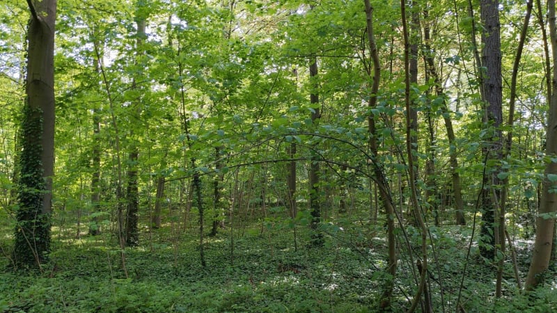 Petite boucle dans le bois de Vincennes - vincennes