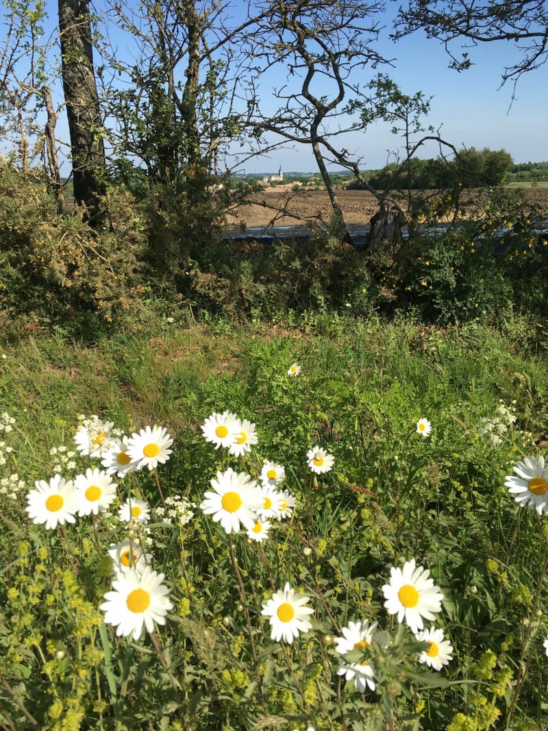 Promenade bucolique à Vendrennes - Vendrennes