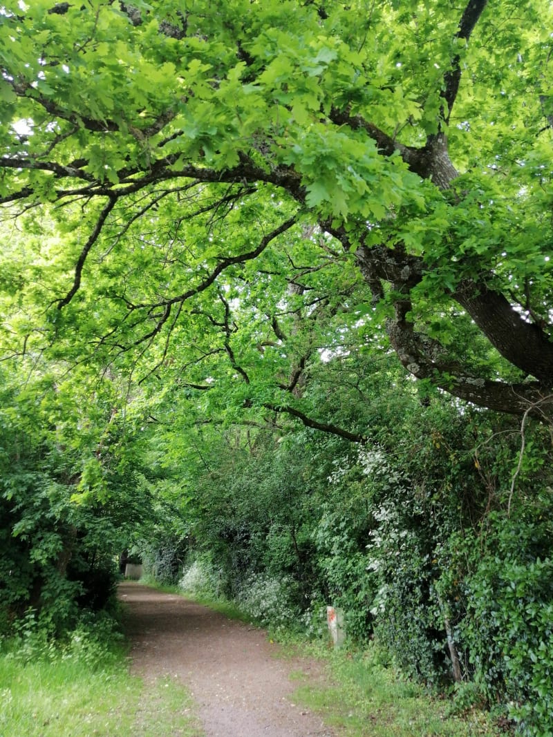Aubigny à travers des petits chemins - Aubigny-Les Clouzeaux