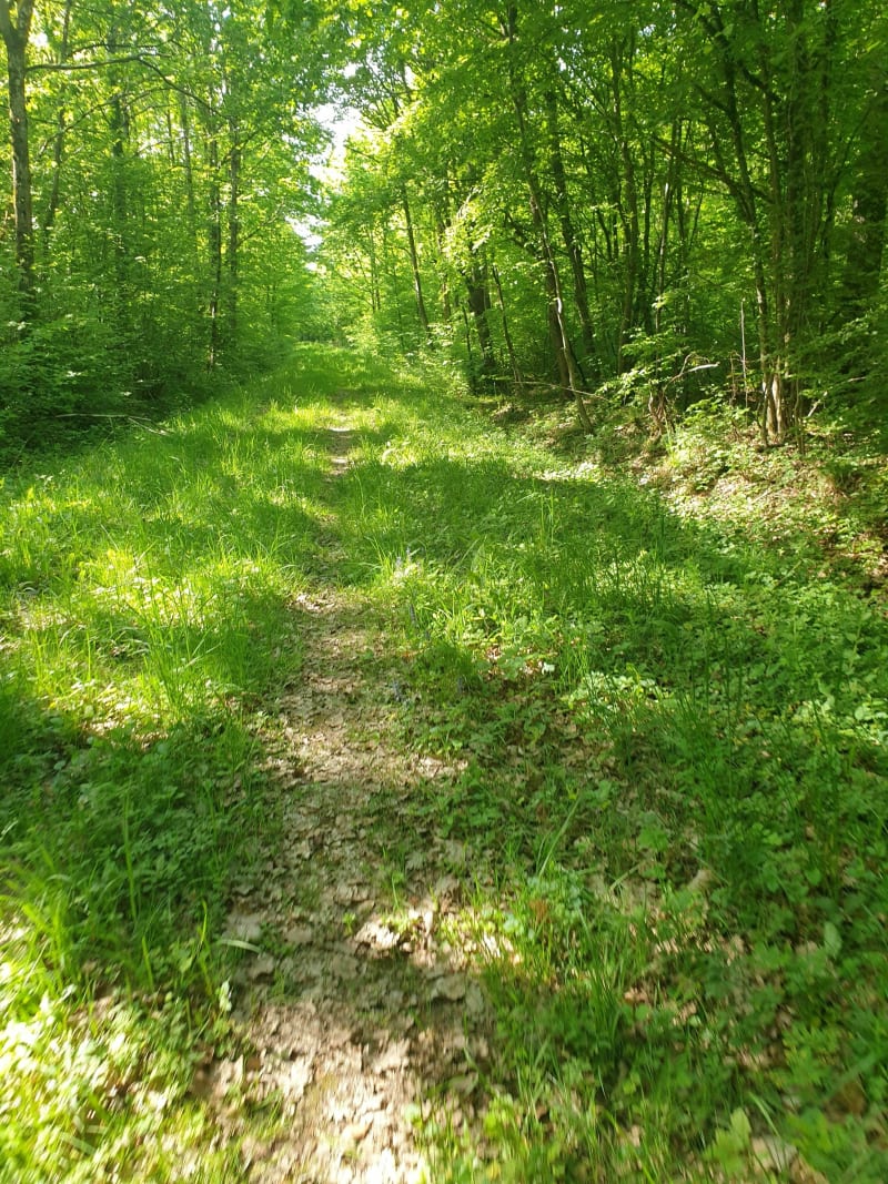 Promenade vers le Haut de Gondal - Gerbéviller