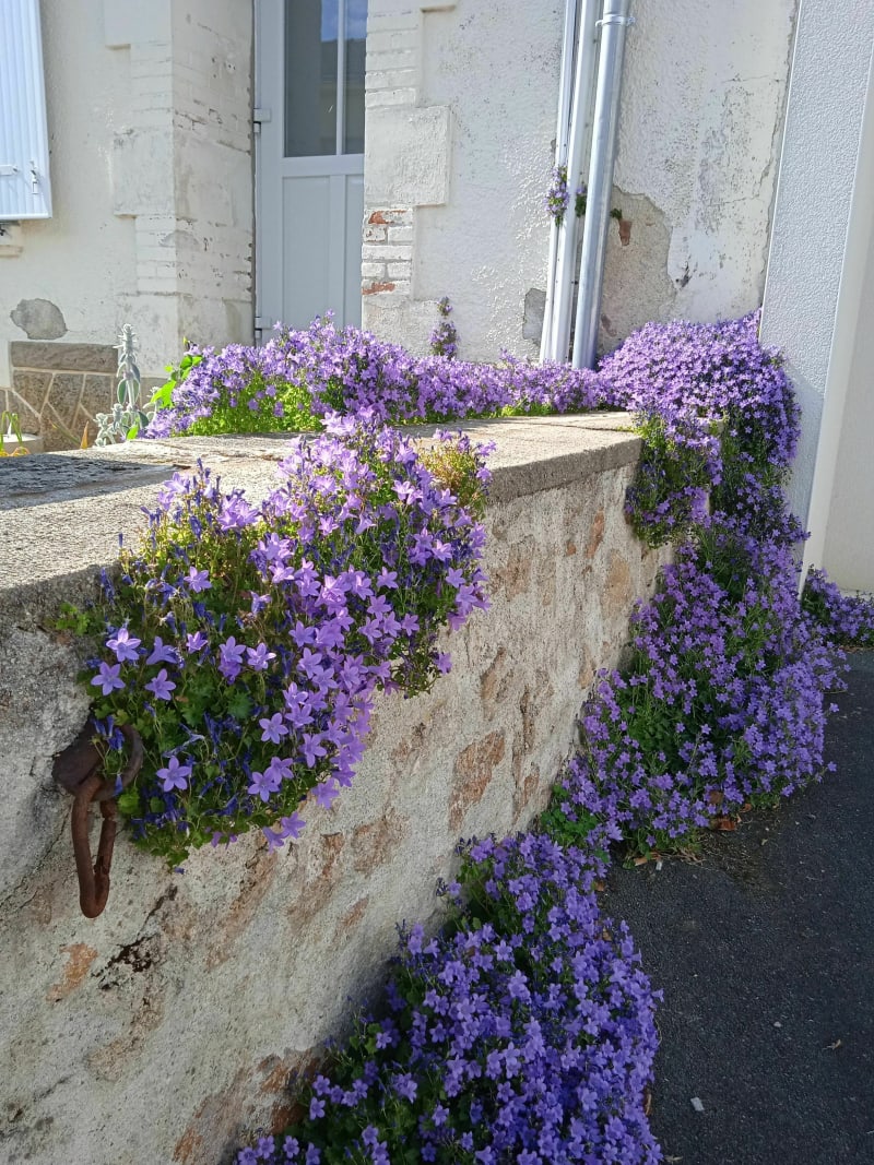L'étang de la Brossardiere - Mouilleron-le-Captif