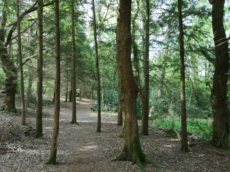 Tour de la forêt de Locmaria - Rédéné