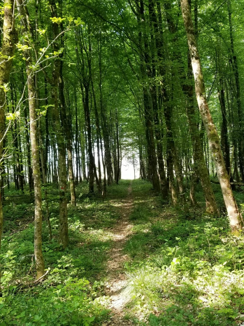 Marche en forêt au départ de Boult aux Bois . - Boult-aux-Bois